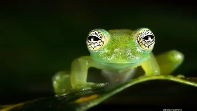 'Video thumbnail for Mysterious Glass Frog Facts'