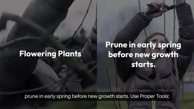 'Video thumbnail for Pruning Basics for Healthy Plants'