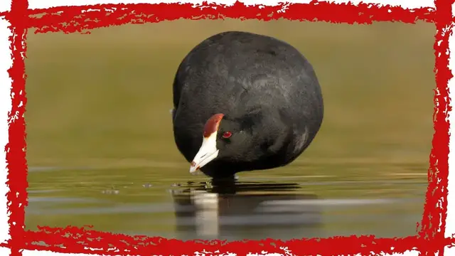 'Video thumbnail for Hawaiian Coot (Fulica alai) Call| Hawaiian Coot Sound | Hawaiian Coot Video | Hawaiian Coot Song'
