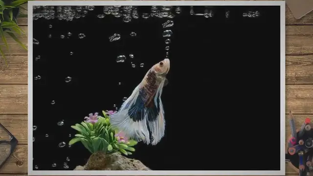 'Video thumbnail for Why Do Bettas Make Bubbles'