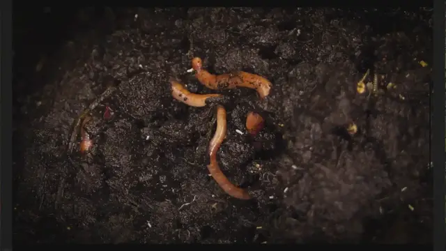 'Video thumbnail for Earthworm Reproduction – How Do Worms Reproduce?'