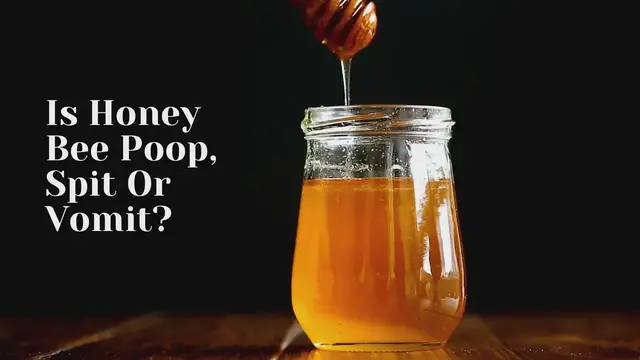 'Video thumbnail for Is Honey Bee Poop, Spit Or Vomit?'