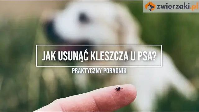 'Video thumbnail for Jak usunąć kleszcza u psa?'