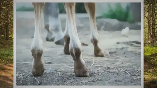 'Video thumbnail for 5 Best Equine Joint Supplement For Horses'