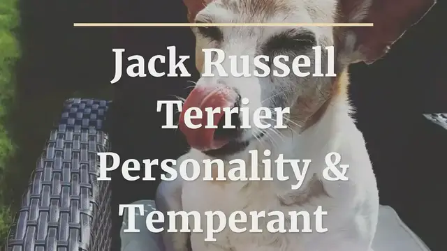 'Video thumbnail for Jack Russell Terrier Personality & Temperament'