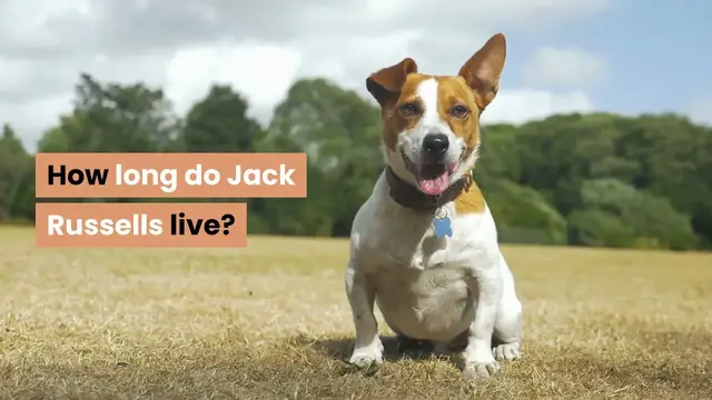 'Video thumbnail for How long do Jack Russells live?'