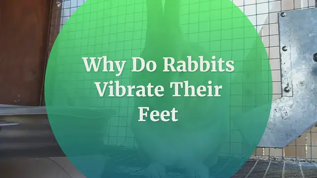 'Video thumbnail for Why Do Rabbits Vibrate Their Feet'