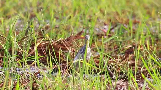 'Video thumbnail for In grass in lake bird wait catch fish eat'