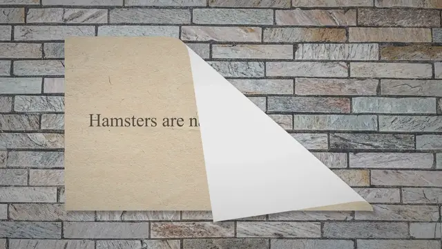 'Video thumbnail for Feeding your hamster'