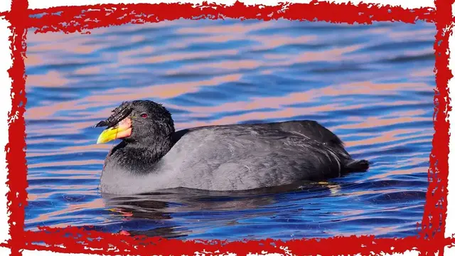 'Video thumbnail for Horned Coot (Fulica cornuta) Call| Horned Coot Sound | Horned Coot Video | Horned Coot Song'