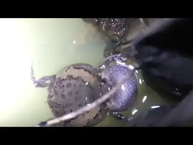 'Video thumbnail for All frog in ther night | Frog cry eat at night after rain'