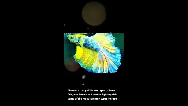 'Video thumbnail for Nobody Knows What type of Betta they are keeping until watching this'