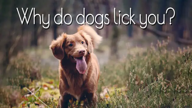 'Video thumbnail for Why do dogs lick you'