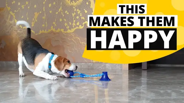 'Video thumbnail for 12 Secrets for Having a Happy Beagle'