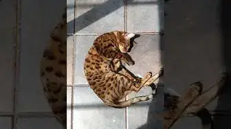 'Video thumbnail for A day in the life of a Bengal cat #short'