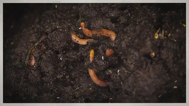 'Video thumbnail for The Mealworm Diet – What Do Mealworms Eat?'
