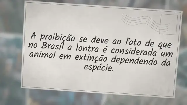 'Video thumbnail for É Possível Ter Uma Lontra De Estimação?'