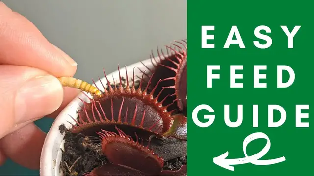 'Video thumbnail for The Ultimate Venus Flytrap Feeding Guide: Simple Steps to Feed Your Venus Flytrap'