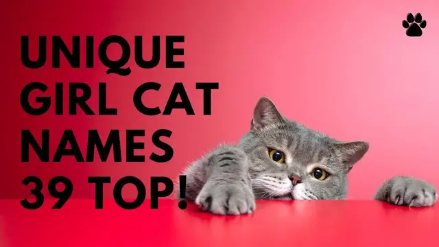 'Video thumbnail for Unique Girl Cat Names 39 UNCOMMON & CUTE Ideas  [Female]'