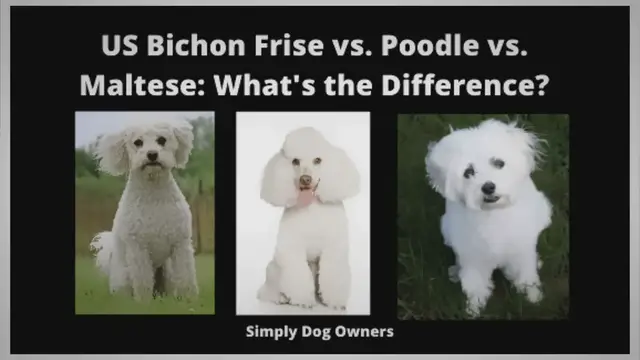 'Video thumbnail for Bichon Frise vs Poodle vs. Maltese: What’s the Difference?'