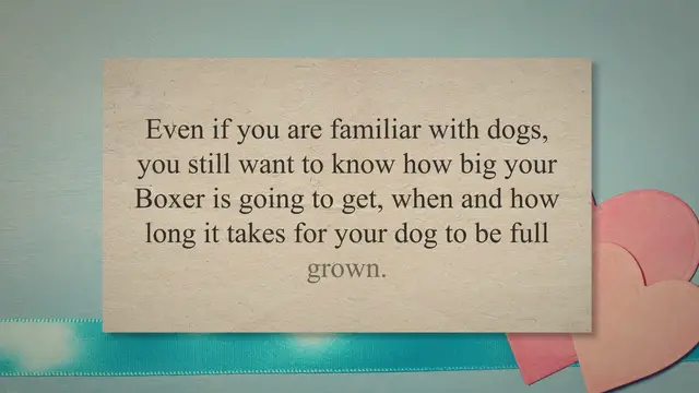 'Video thumbnail for Boxer Growth Stages'