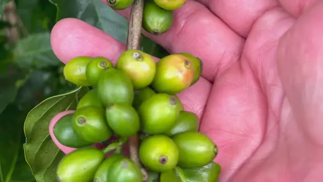 'Video thumbnail for La Ruta del Café en Chiapas'