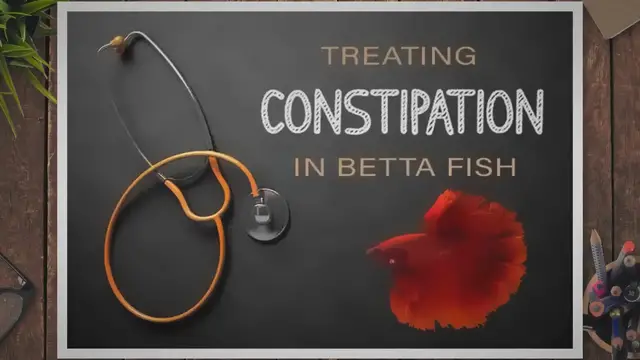 'Video thumbnail for How To Tell If Your Betta Fish Is Constipated'