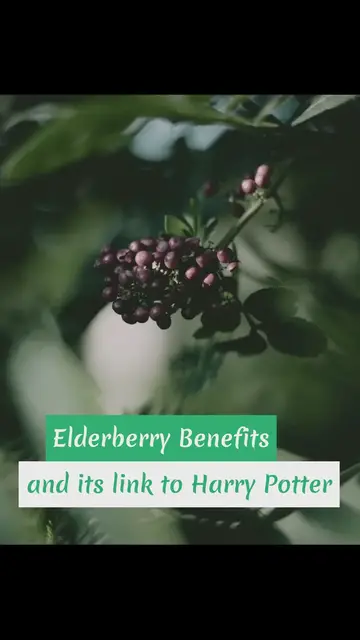 'Video thumbnail for Elderflower Benefits and its Harry Potter link'