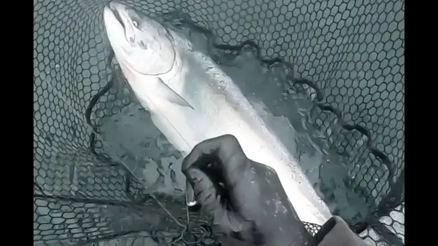 'Video thumbnail for Motor Mooching for Salmon'