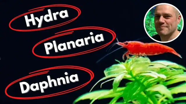 'Video thumbnail for Common Shrimp Tank Pests and How to Deal With Them - PLANARIA, HYDRA, DETRITUS WORMS AND MORE!'