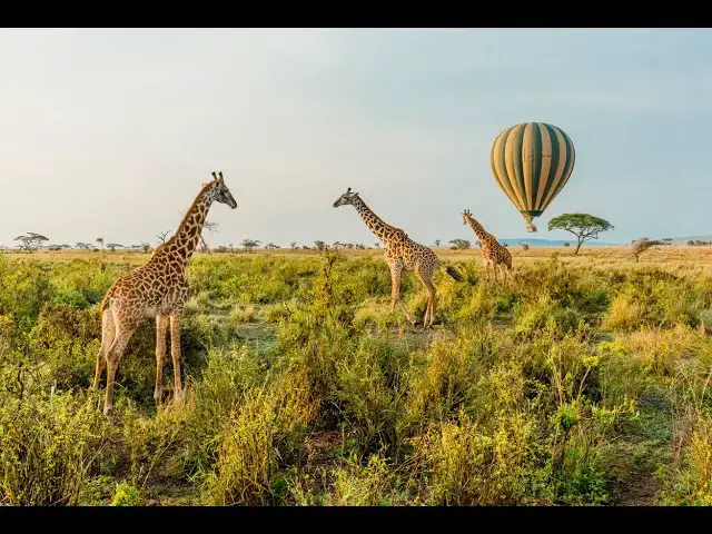 'Video thumbnail for Experience the Thrill of Safari Adventures and Wildlife'