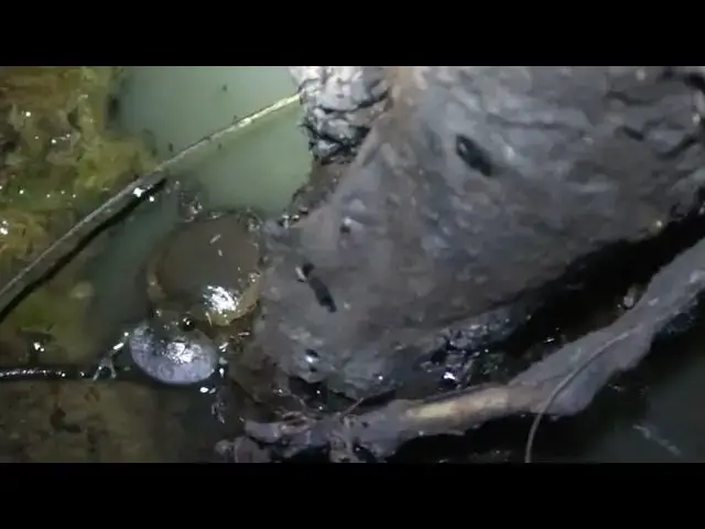 'Video thumbnail for Male frog call female frog after rian underwater at night'
