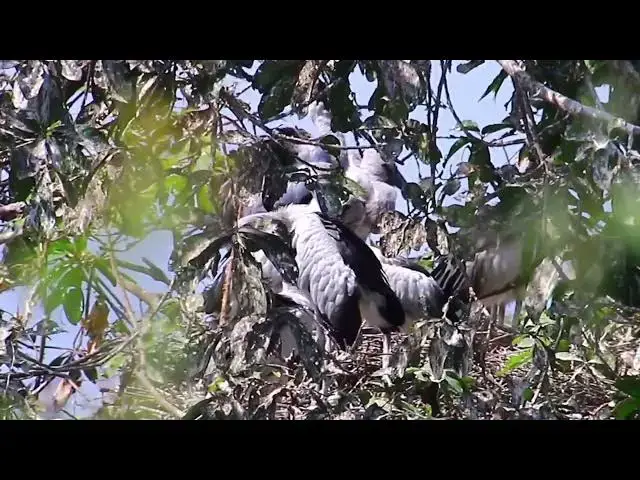 'Video thumbnail for Amzing of wild bird - All bird & baby bird on nest'