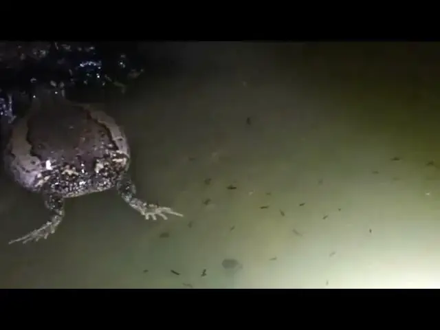 'Video thumbnail for Finding catch all frog after rain at night'