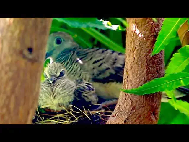 'Video thumbnail for Mother dove & all wild dove bird'