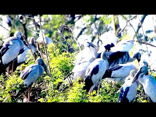'Video thumbnail for Amazing of Lake - All nest &  bird in lake at Avean in lake'