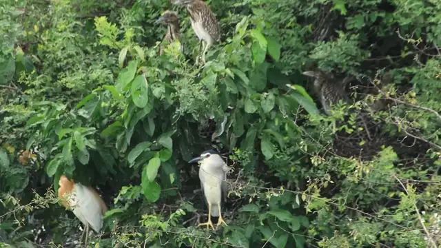 'Video thumbnail for Wild bird a lot in lake'