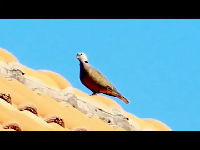'Video thumbnail for Cute Female dove bird stay on compost home #DoveForest @DoveFores'