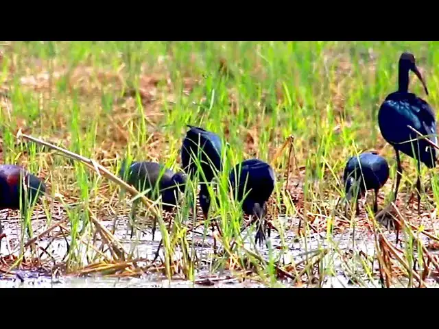 'Video thumbnail for Amazing of Lake - Black bird & white bird eat fish in lake'