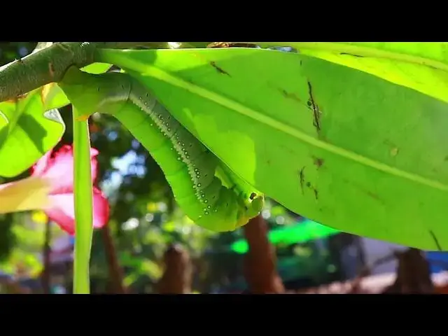'Video thumbnail for Amazing Big Worm Eating Flower'