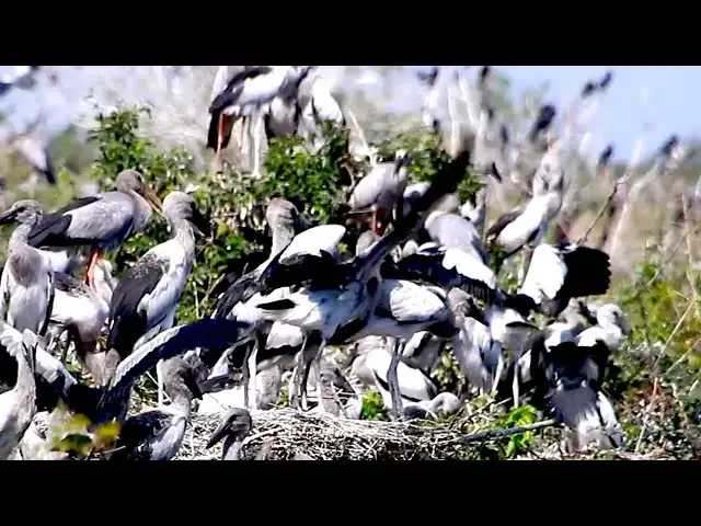 'Video thumbnail for Amazing of Lake - Unbelievable Lake Scenes: Birds Diving for Dinner'