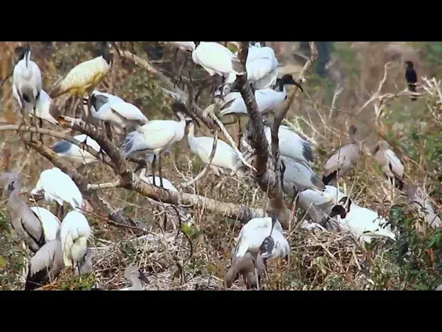 'Video thumbnail for Amazing of Lake - All bird on the nest'