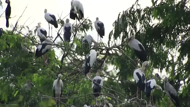 'Video thumbnail for Everning All wild bird sleep here'