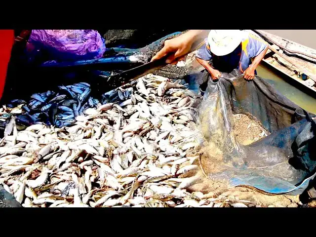 'Video thumbnail for Way Input netcast to store fish catch it in river'