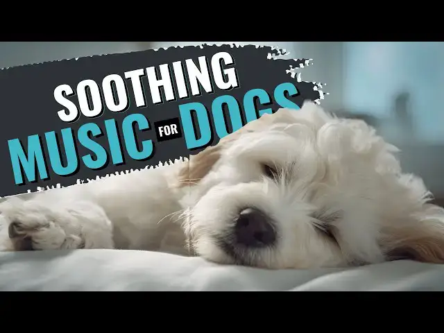 'Video thumbnail for I Calmed My Anxious Pup with THIS Soothing Symphony!'