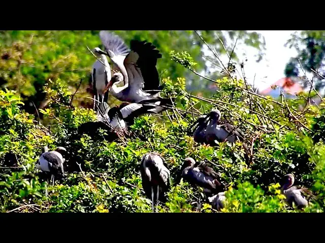 'Video thumbnail for Amazing of Lake - All bird alot | All nest & bird in lake at Avean'