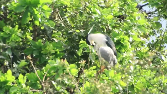 'Video thumbnail for At forest wild bird cleaning budy by mouse'