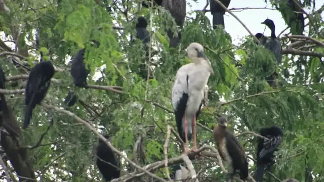 'Video thumbnail for Top Bird find nest for sleep here the ever'