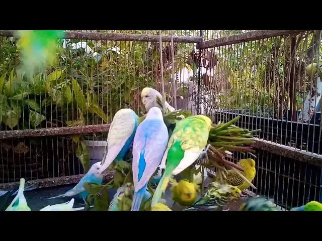 'Video thumbnail for 무음, 무배경음악 – 앵무새의 평화로운 사랑 🕊️'