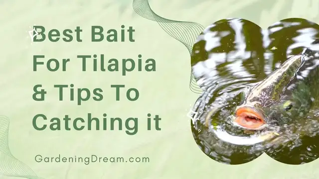 'Video thumbnail for Best Bait For Tilapia & Tips To Catching it'